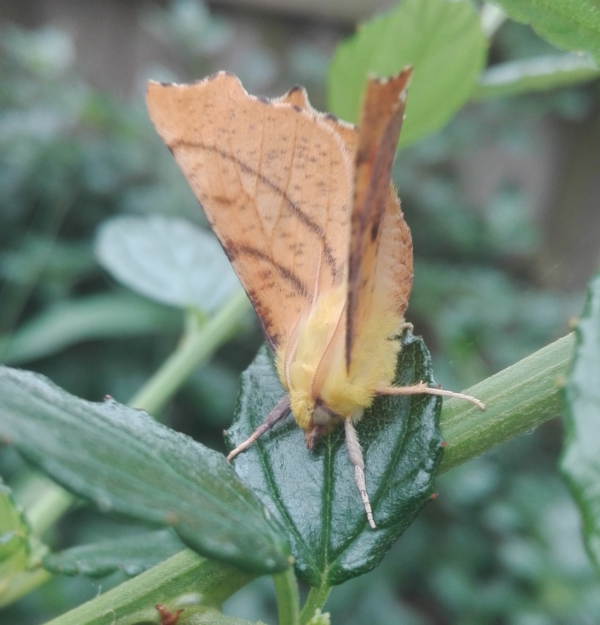 #827 Canary-shouldered Thorn (Ennomos alniaria)