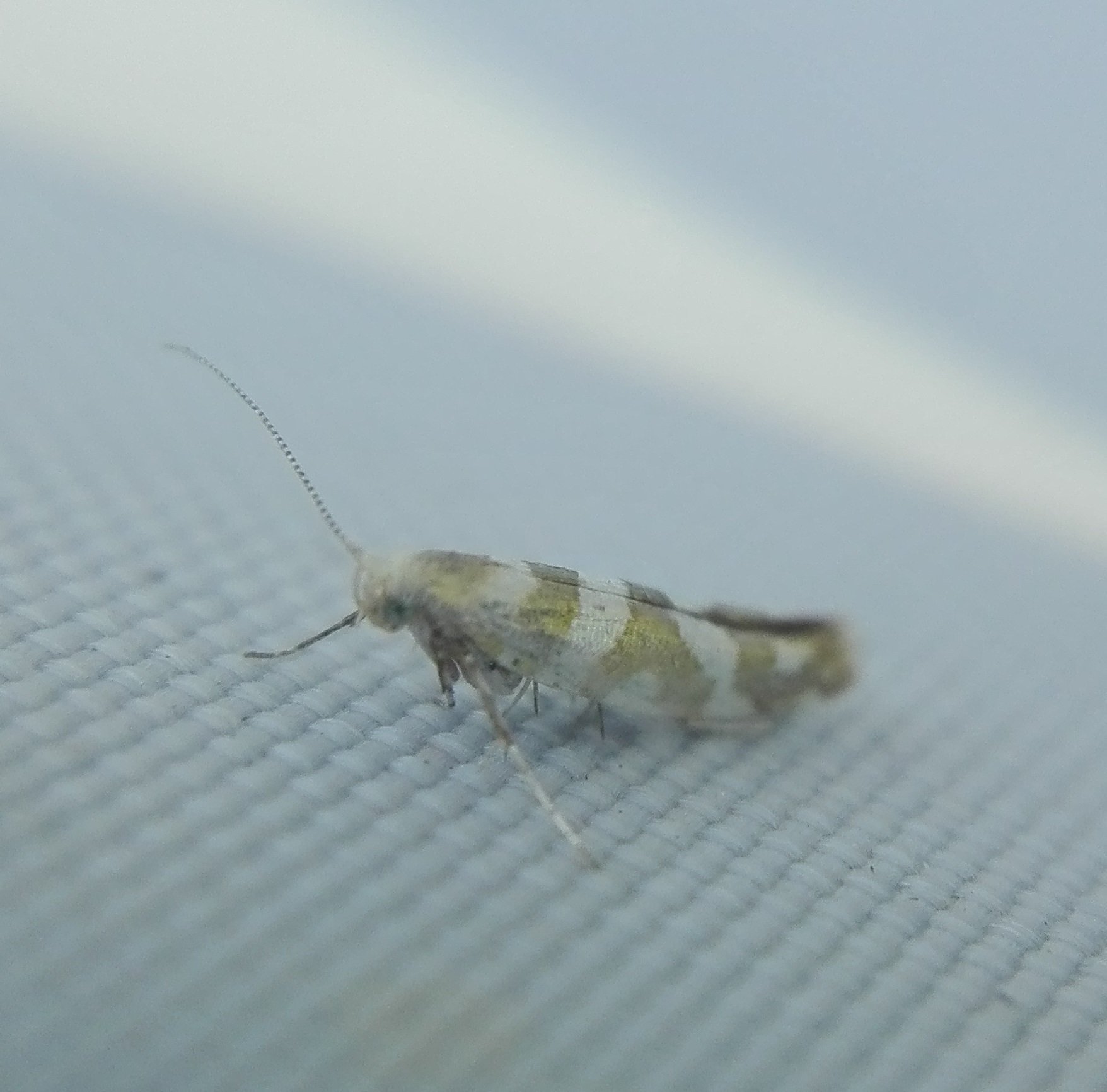 #256 Gold Argent (Argyresthia goedartella)