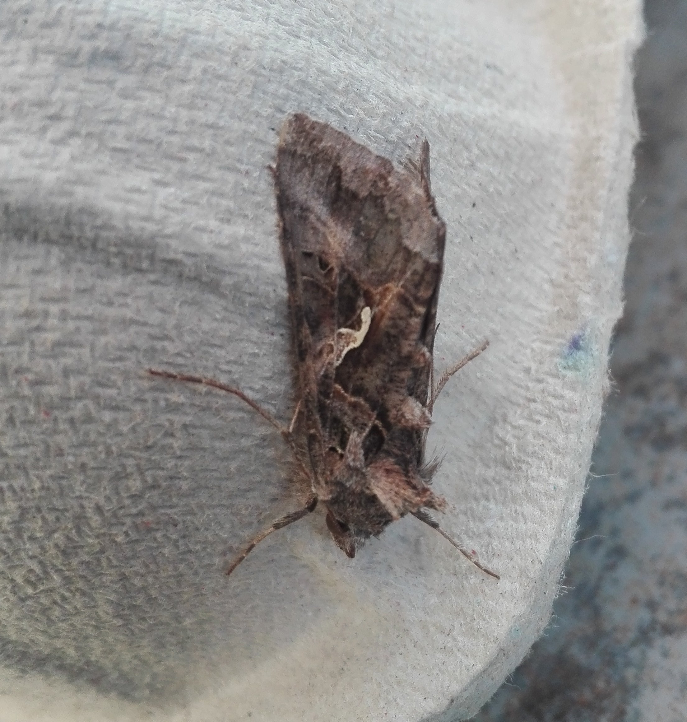 #111 Silver Y (Autographa gamma)