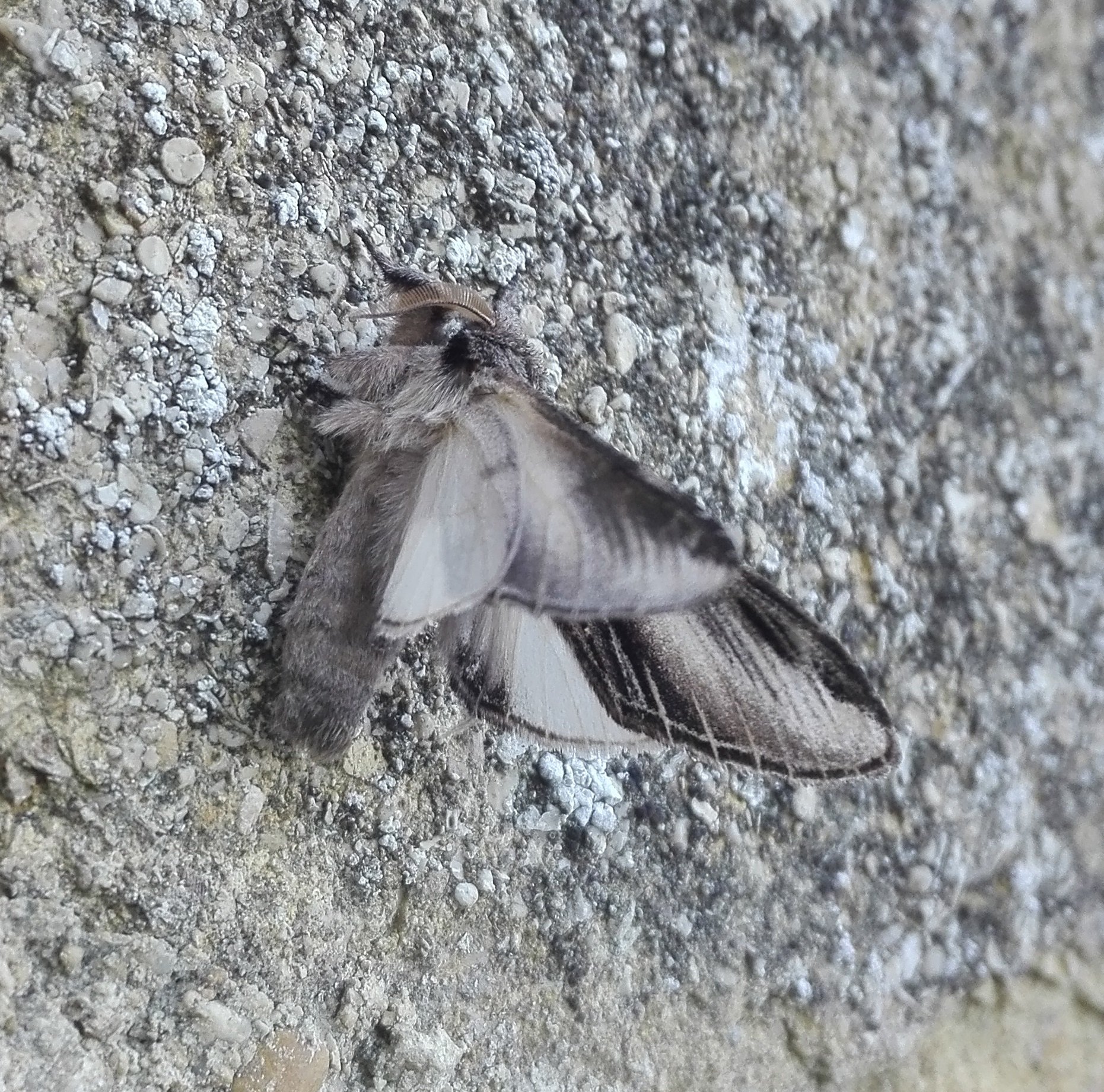 #850 Swallow Prominent (Pheosia tremula)