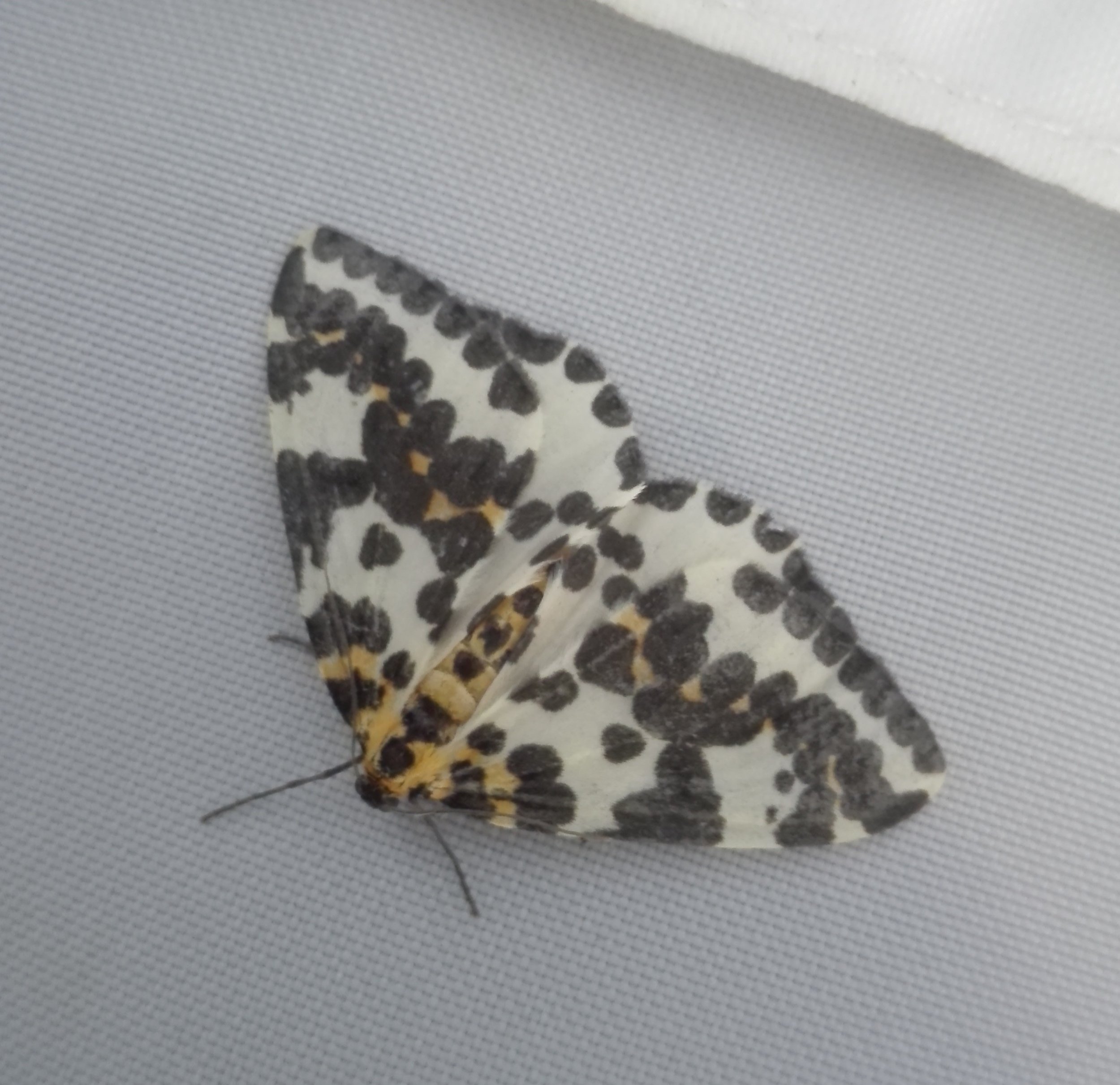 #666 Magpie moth (Abraxas grossulariata)