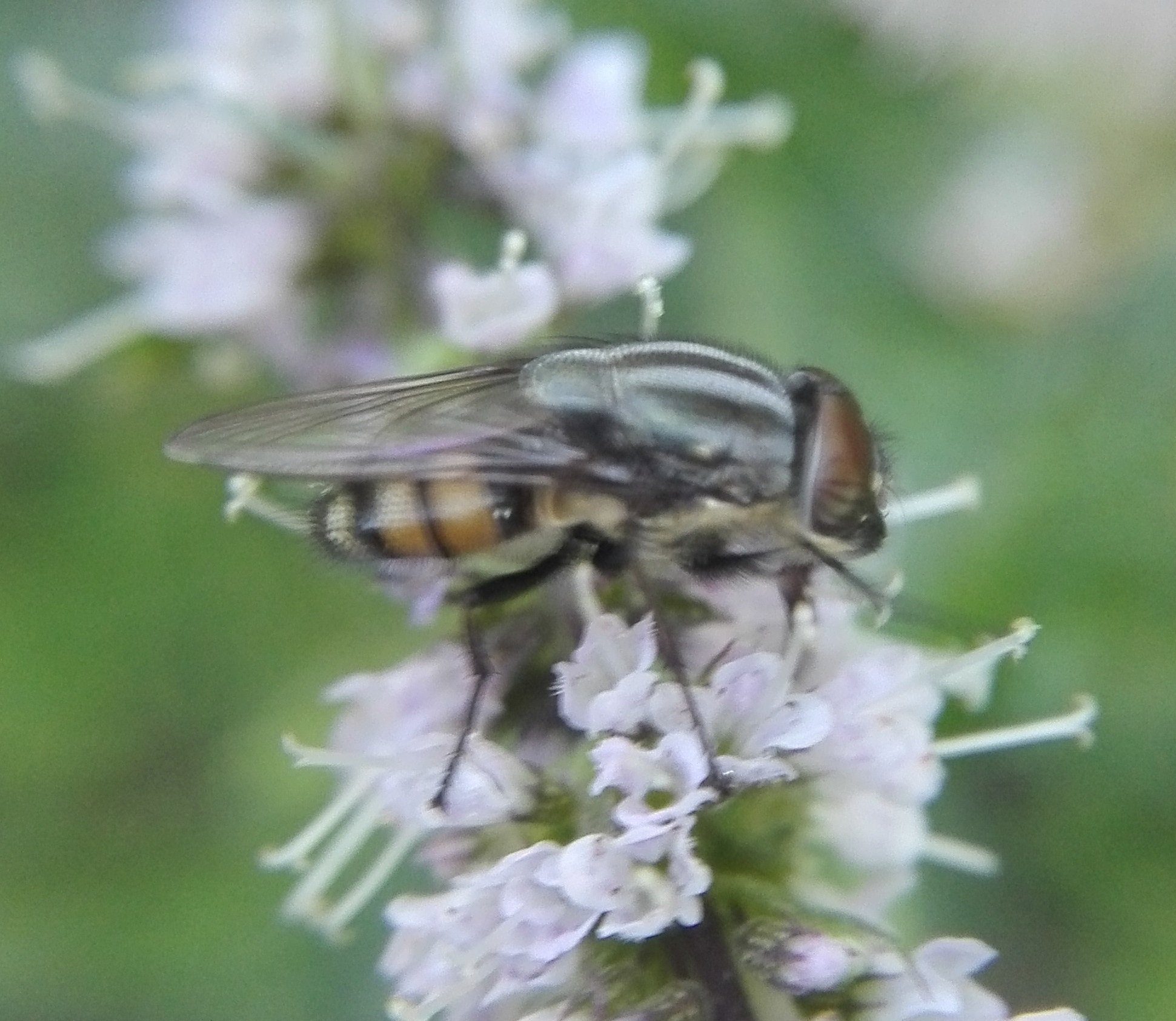 903 Locust Blow Fly.jpg