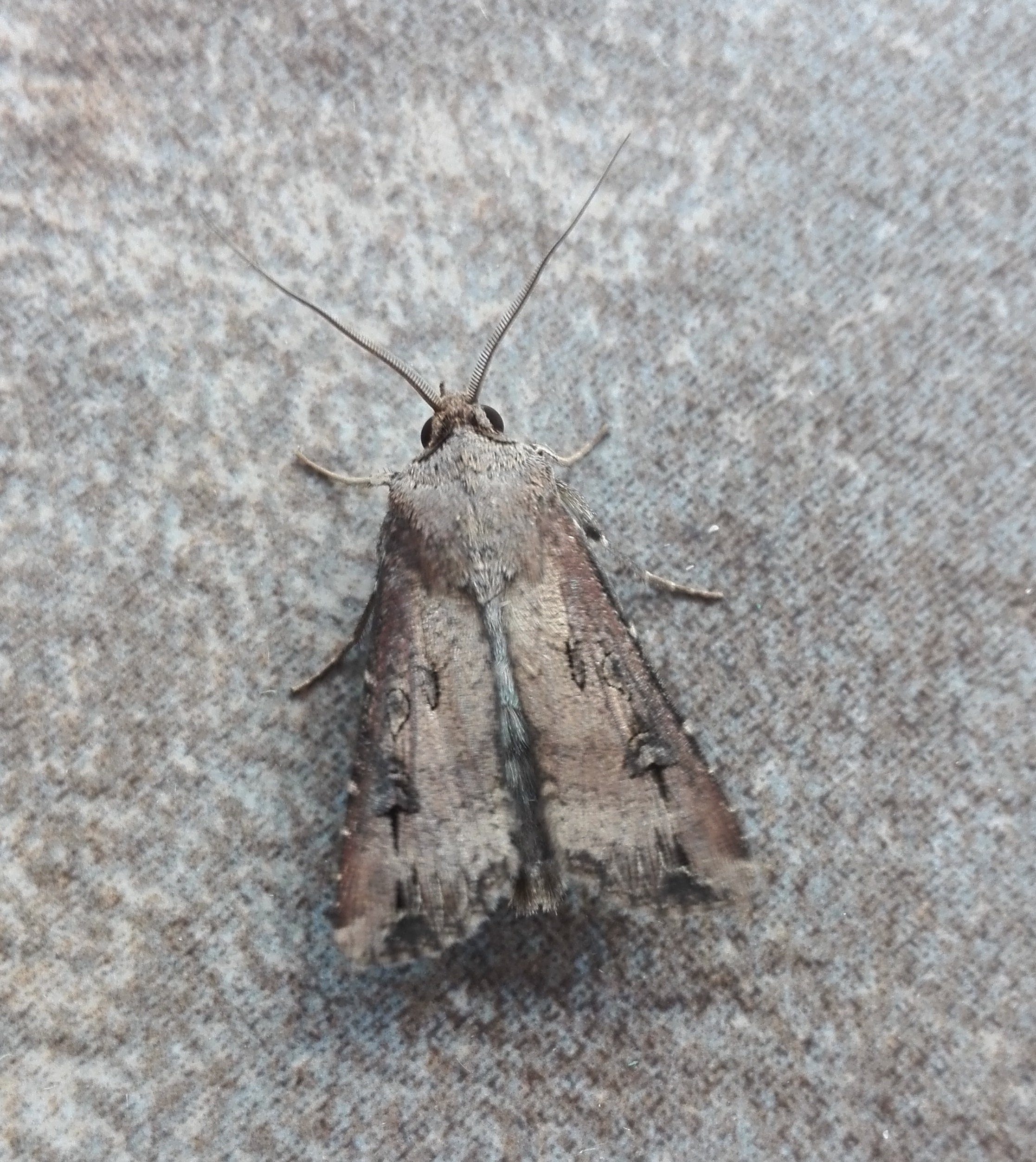 #904 Dark Sword-grass (Agrotis ipsilon)