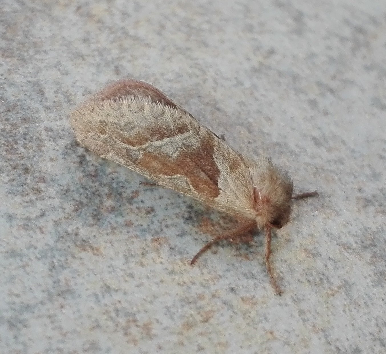 #815 Orange Swift (Triodia sylvina)