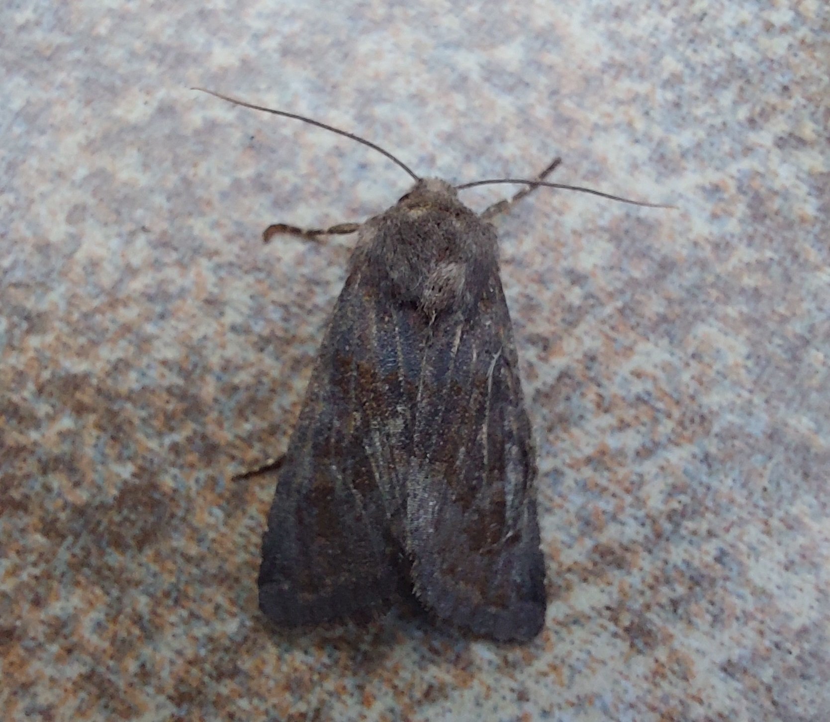 #912 Deep-brown Dart (Aporophyla lutulenta)