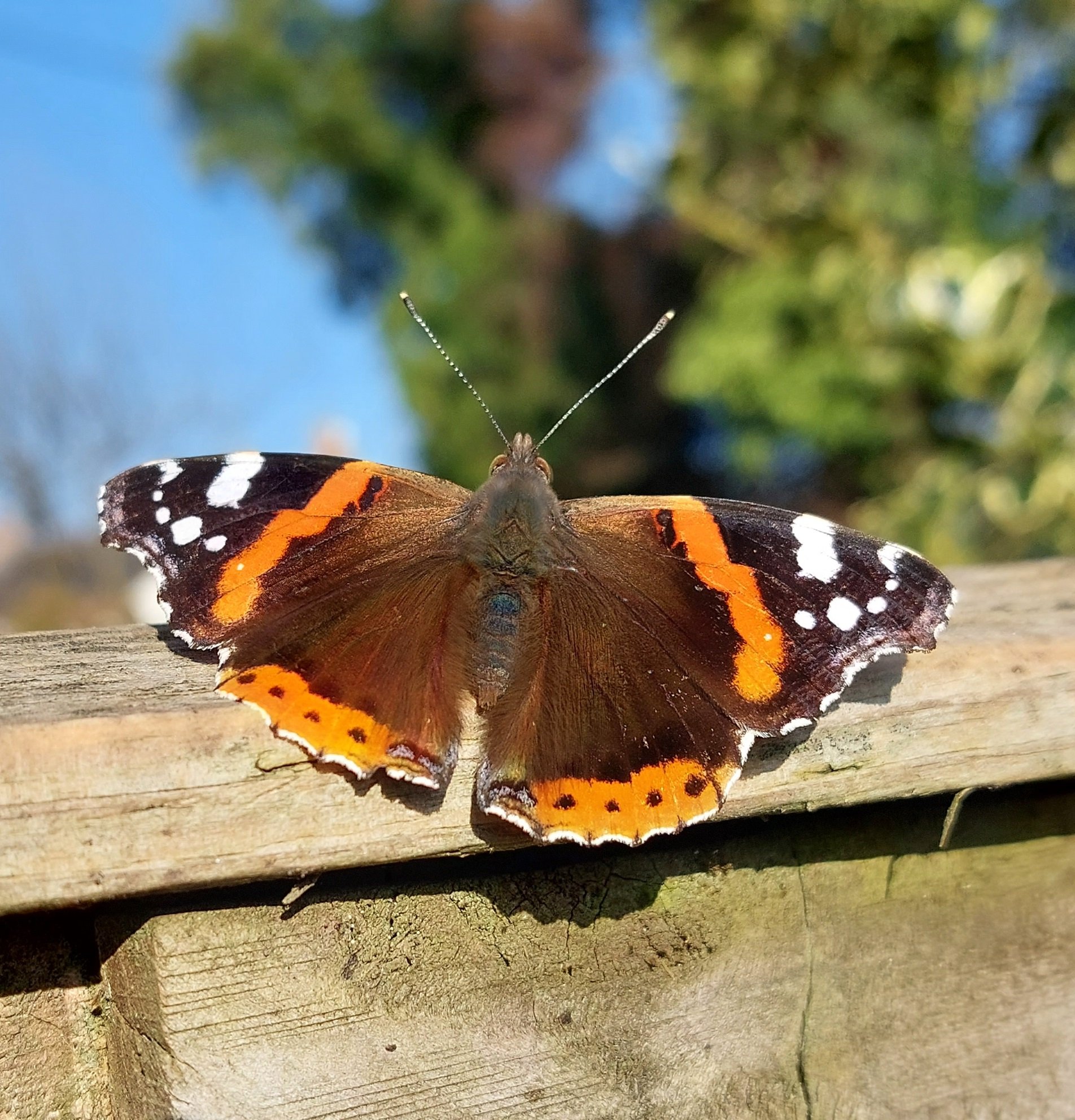 #155 Red Admiral (Vanessa atalanta)