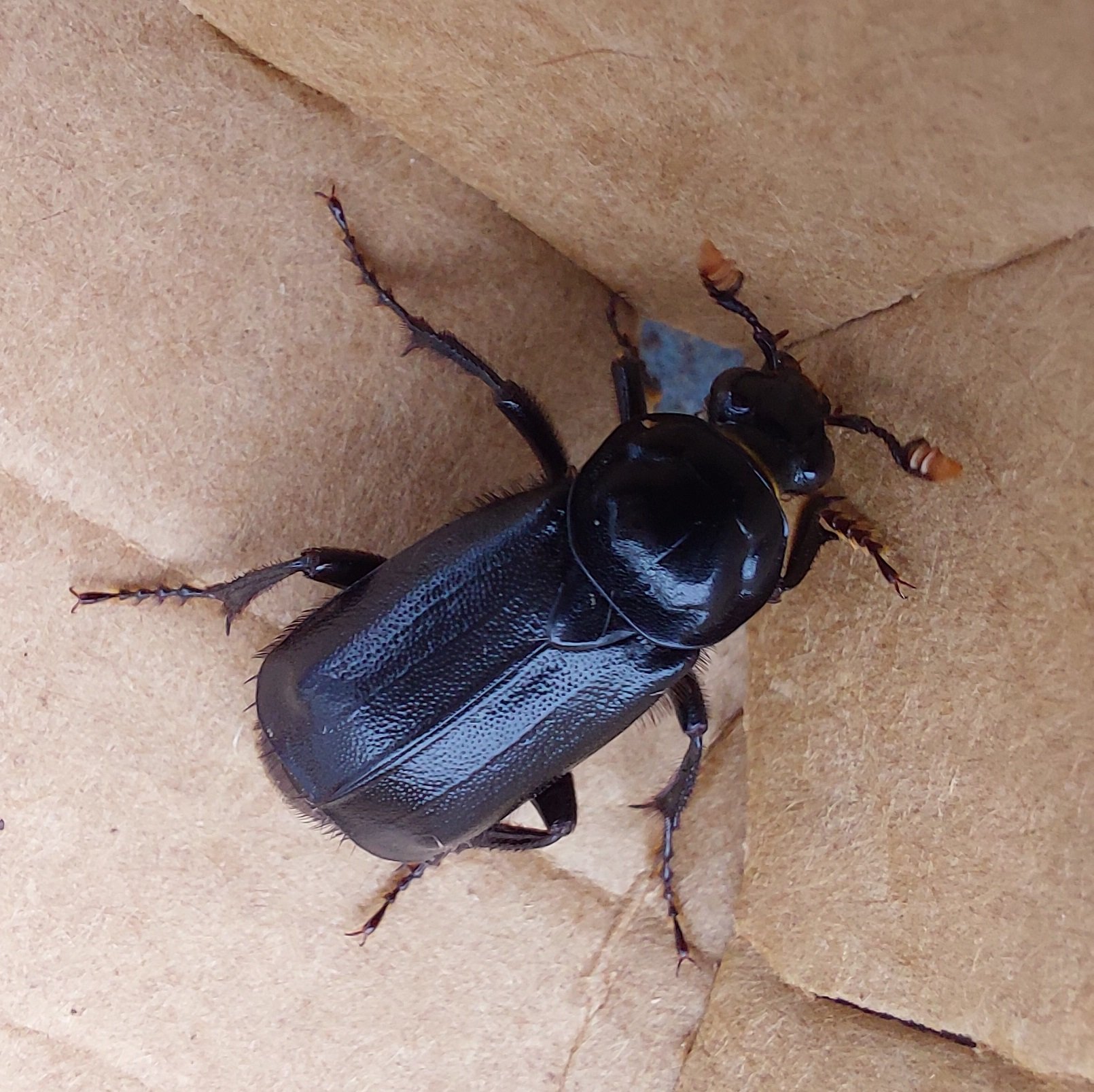 #733 Black Sexton Beetle (Nicrophorus humator)
