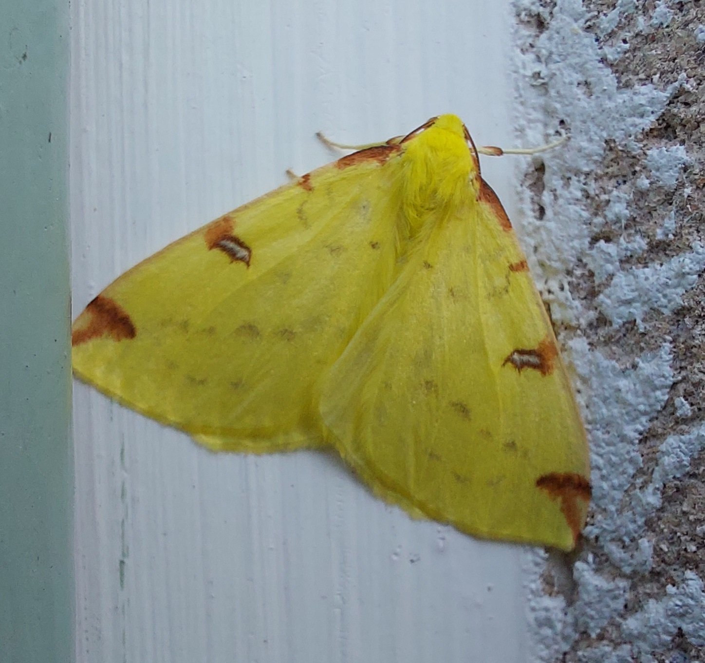 #606 Brimstone Moth (Opisthograptis luteolata)