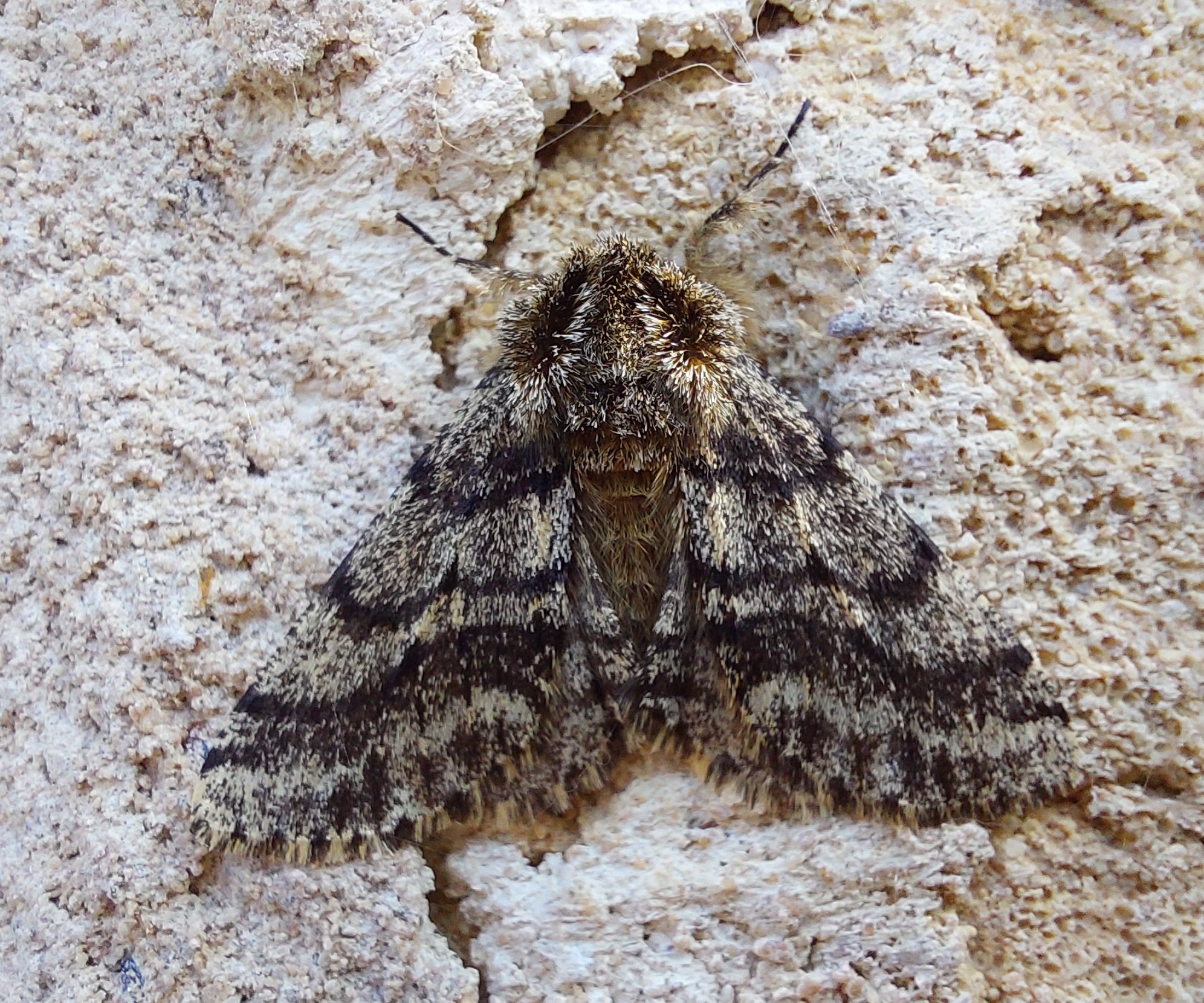 #741 Brindled Beauty (Lycia hirtaria)