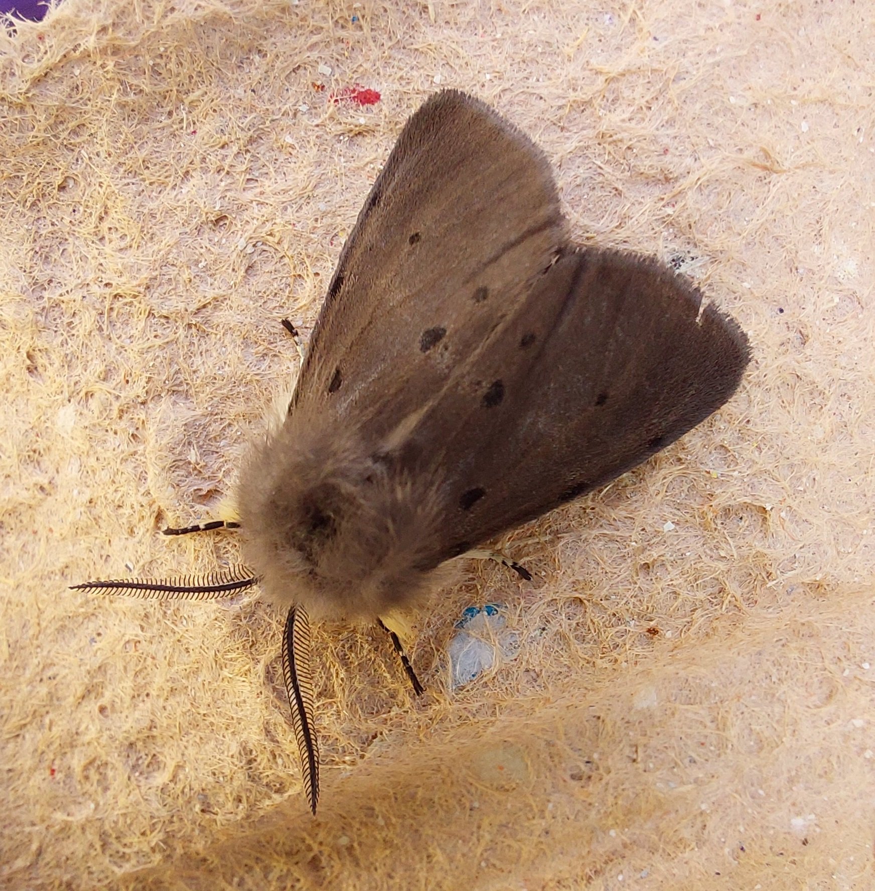 #745 Muslin Moth (Diaphora mendica)