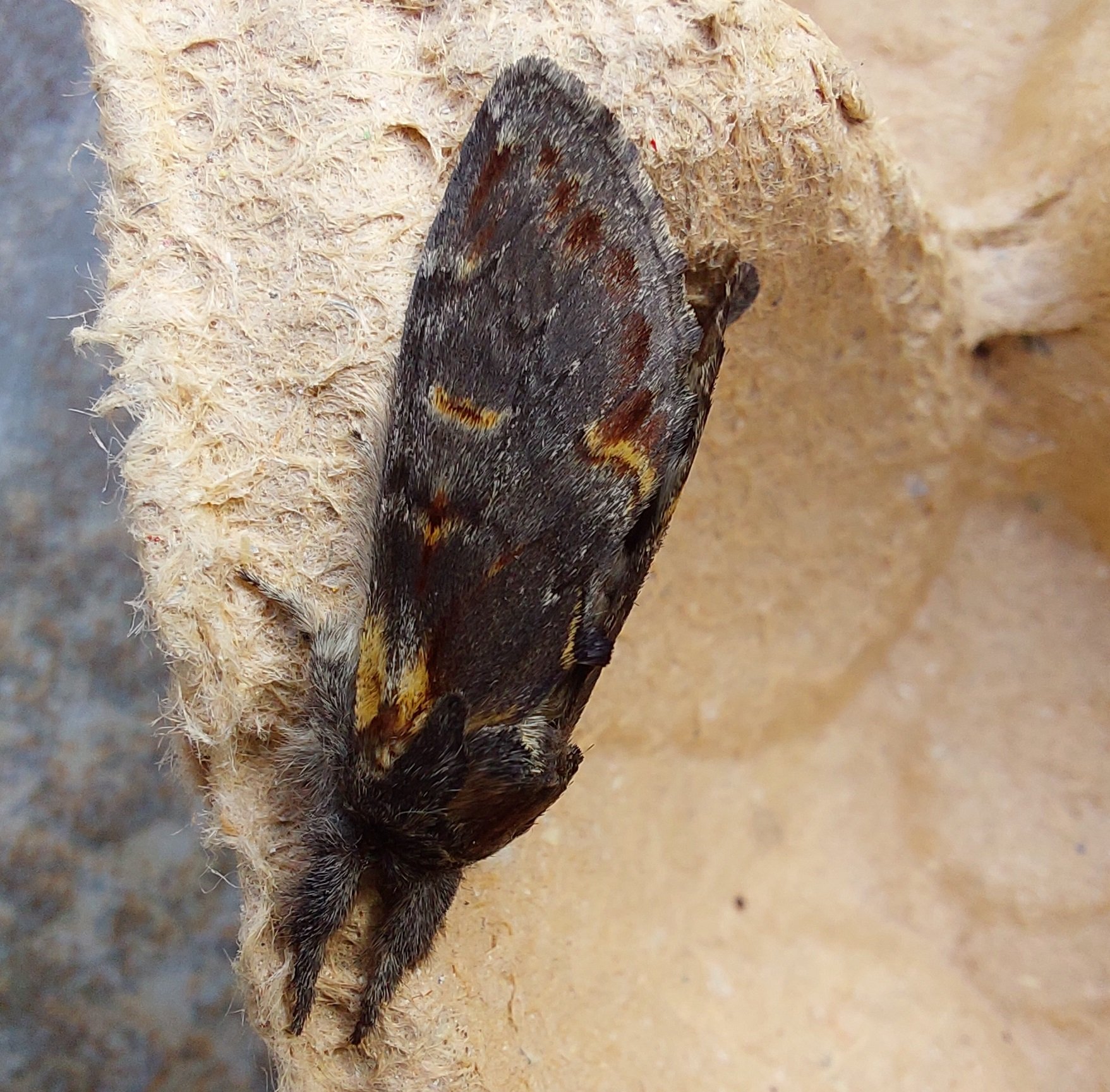 #673 Iron Prominent (Notodonta dromedarius)