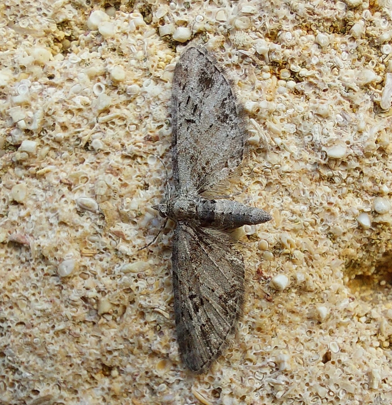 #749 Mottled Pug (Eupithecia exiguata)