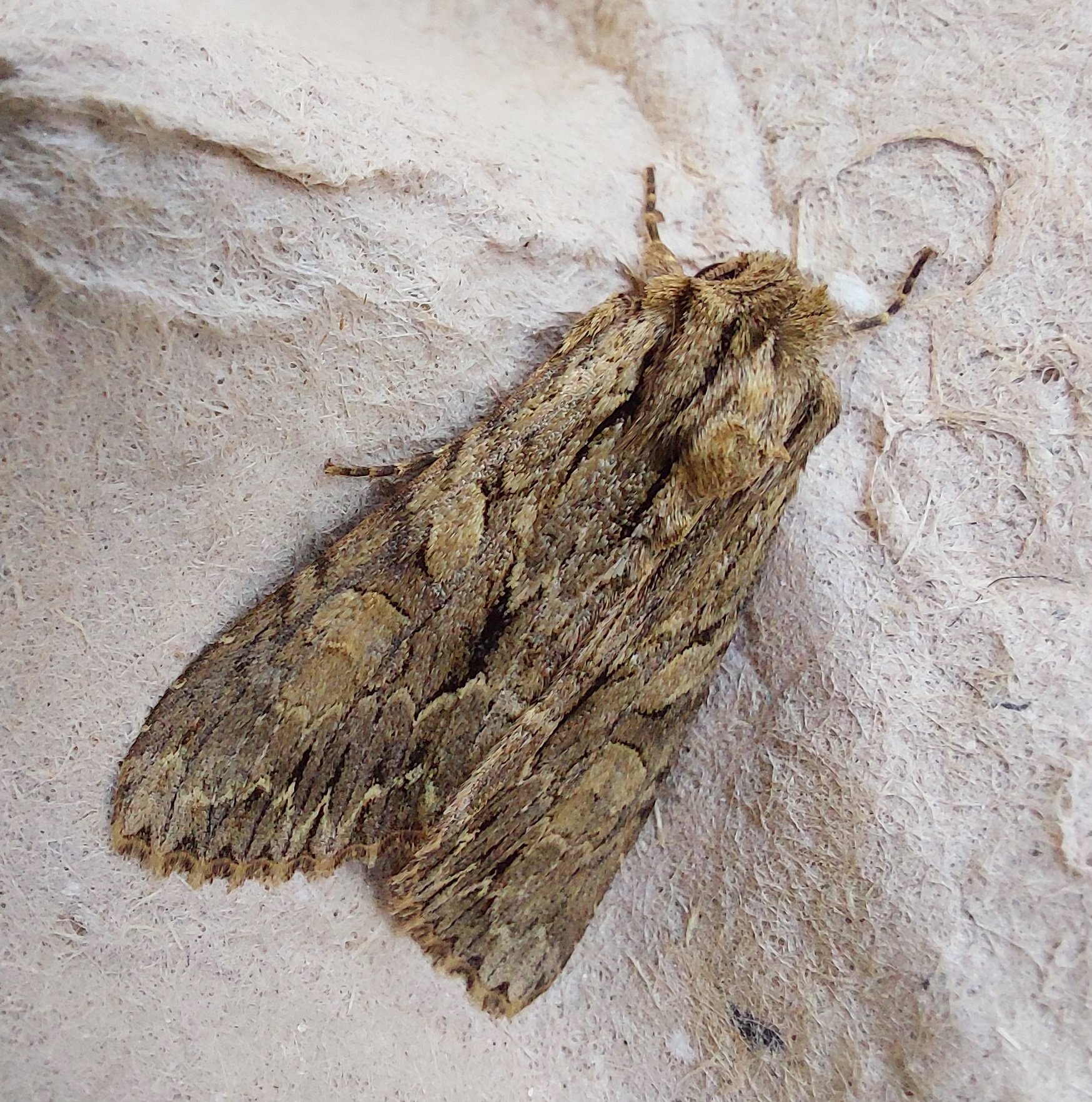 #247 Dark Arches (Apamea monoglypha)