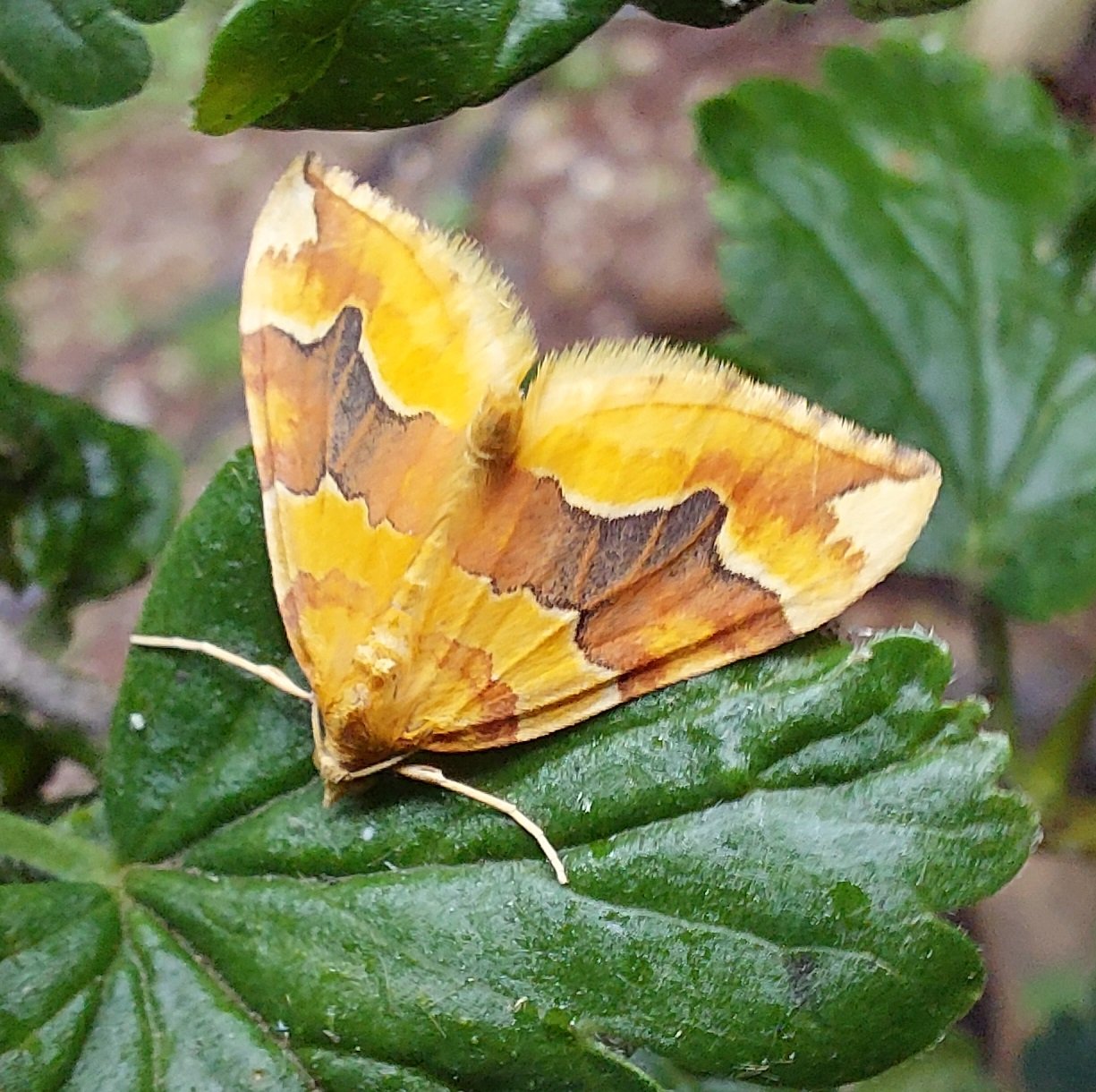 #613 Barred Yellow (Cidaria fulvata)