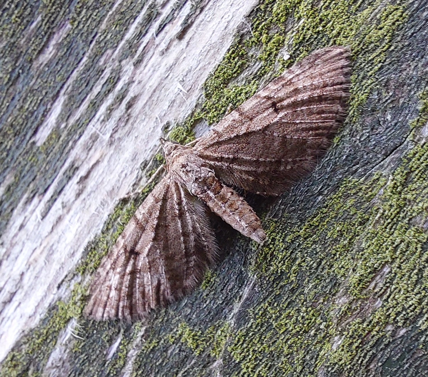 #762 Freyer's Pug (Eupithecia intricata)