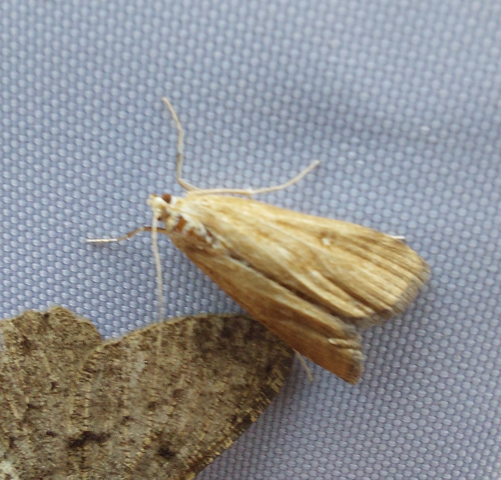 #935 Ringed China-mark (Parapoynx stratiotata)