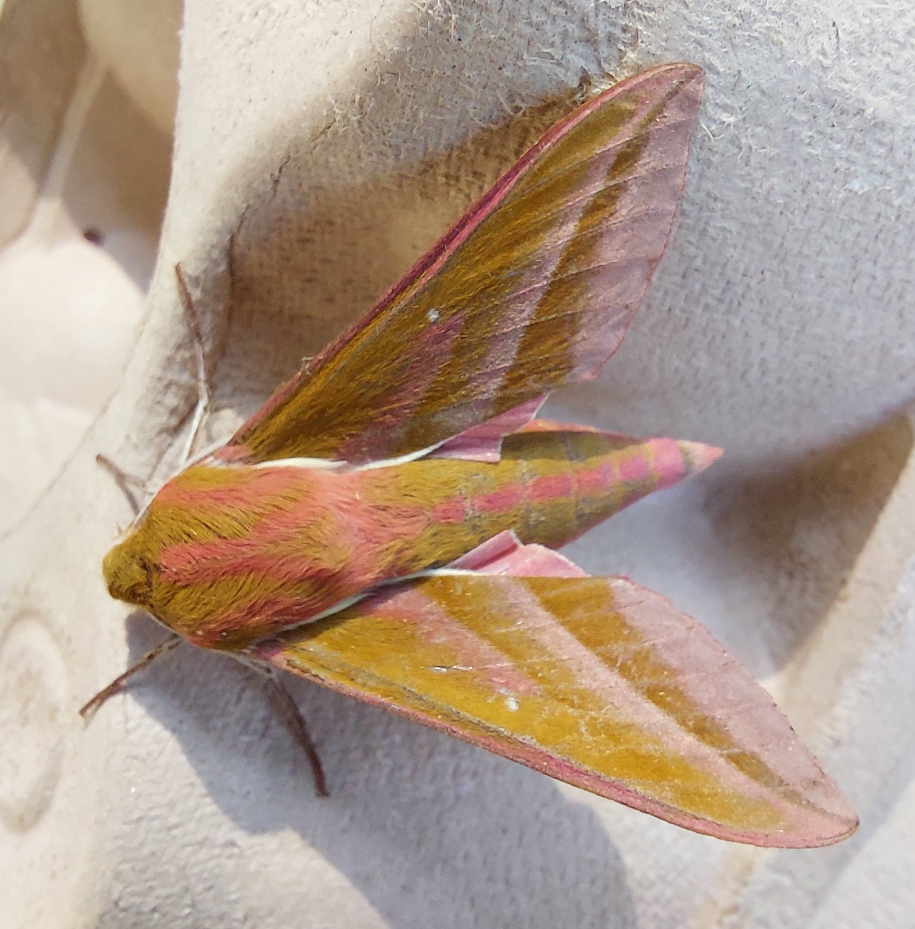 #767 Elephant Hawk-moth (Deilephila elpenor)