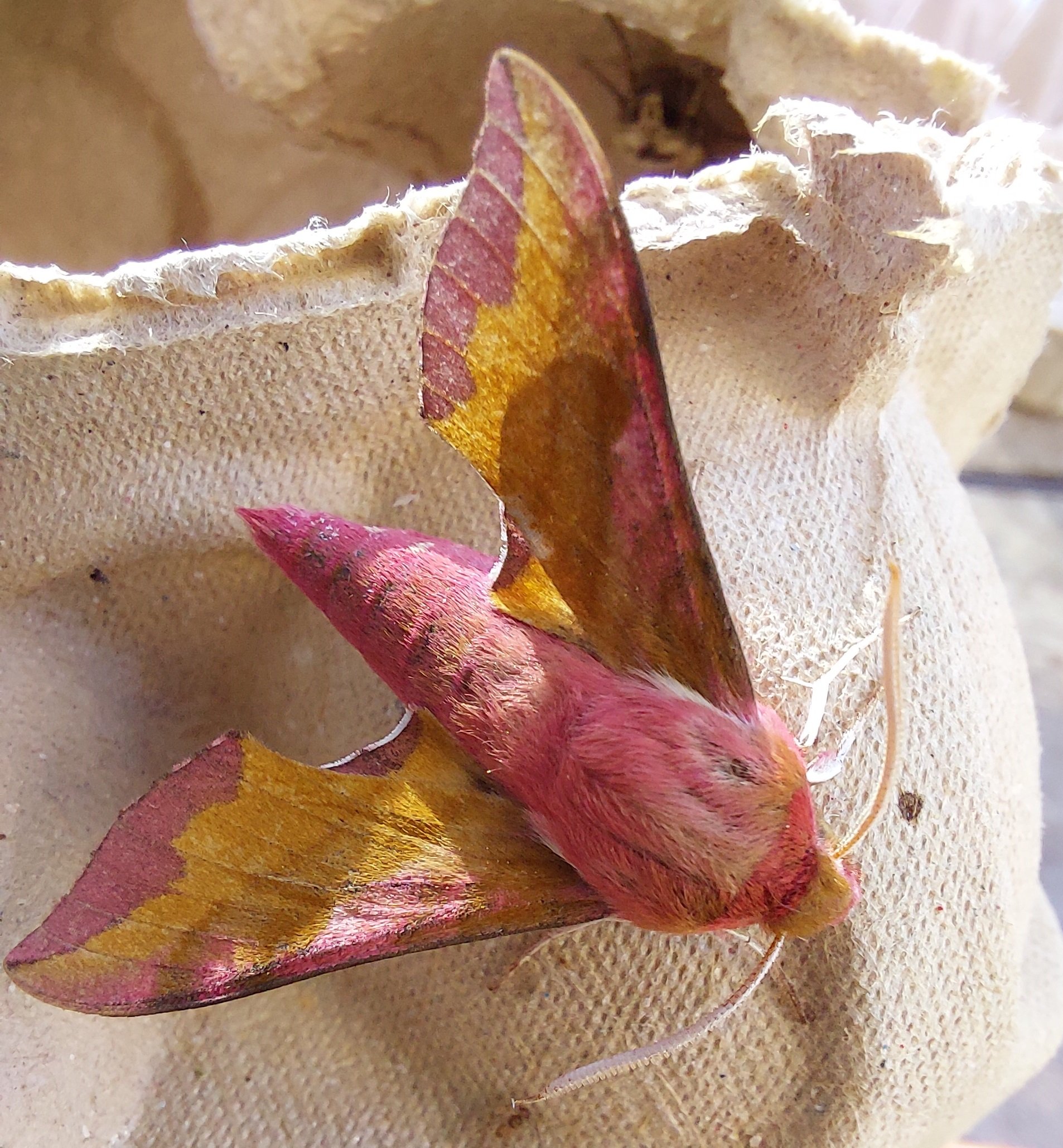 #600 Small Elephant Hawk-moth (Deilephila porcellus)