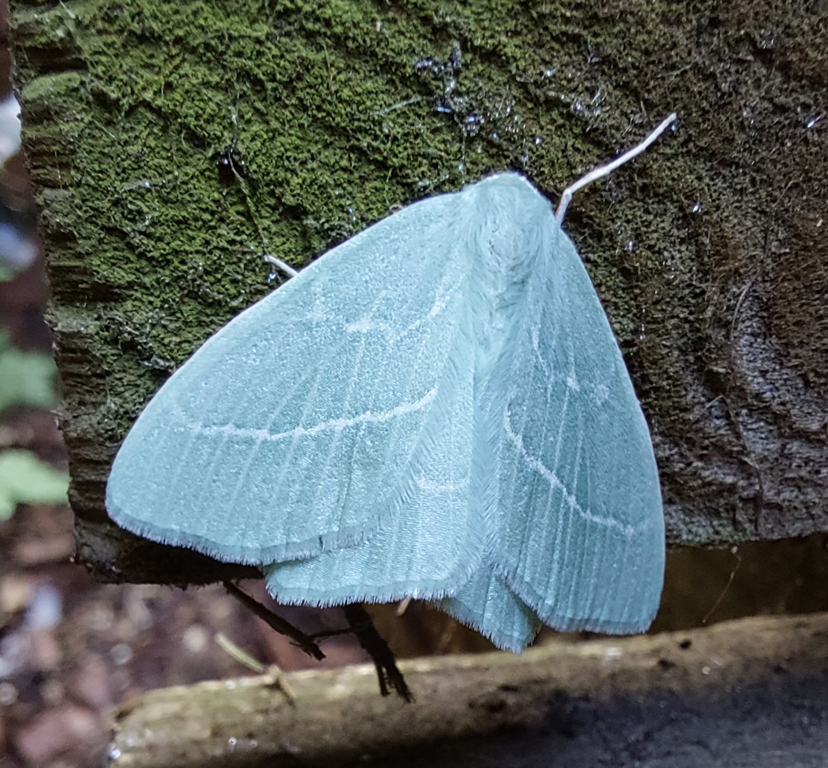 #940 Small Emerald (Hemistola chrysoprasaria)