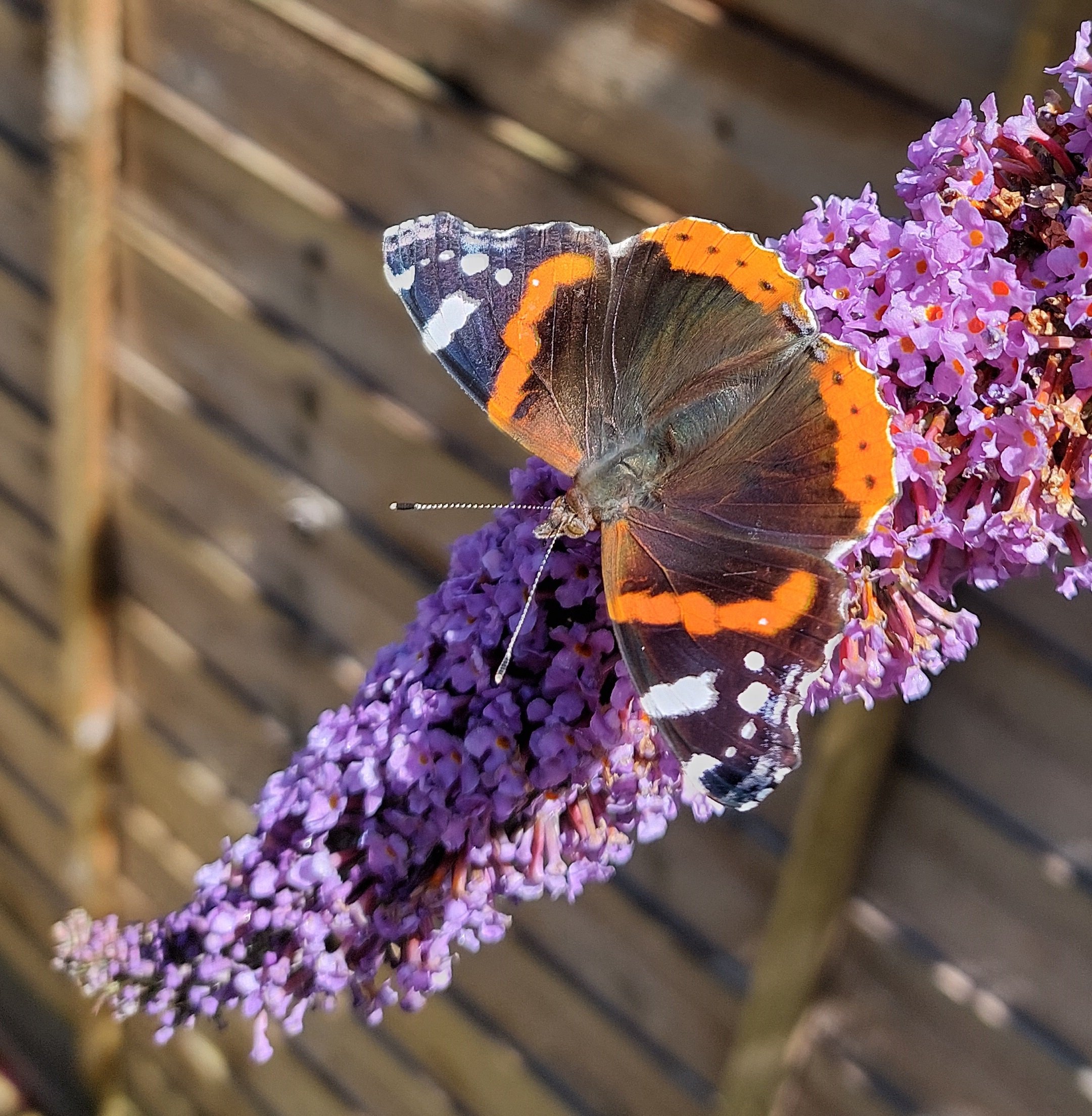 155 Red Admiral 2.jpg