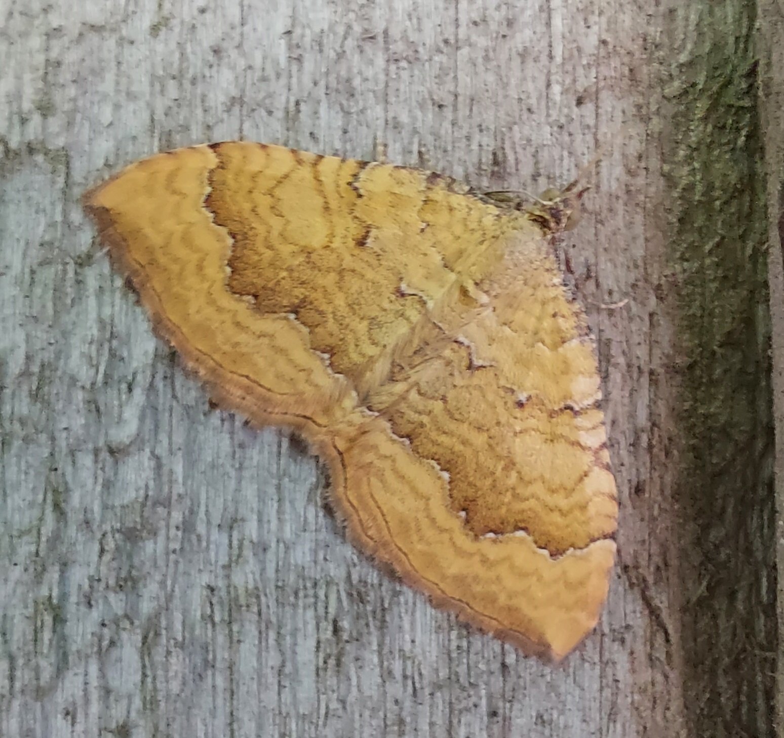 #259 Yellow Shell (Camptogramma bilineata)