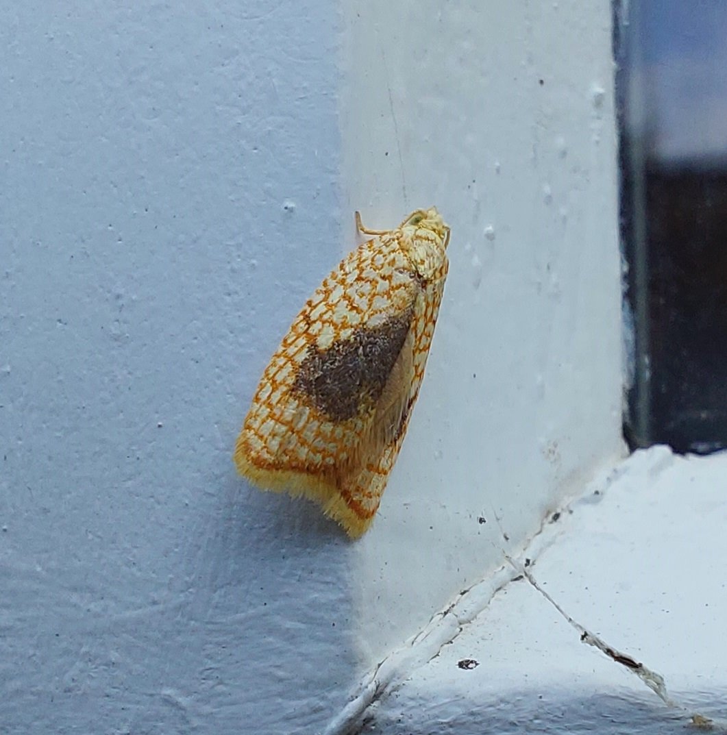 #882 Maple Button (Acleris forsskaleana)