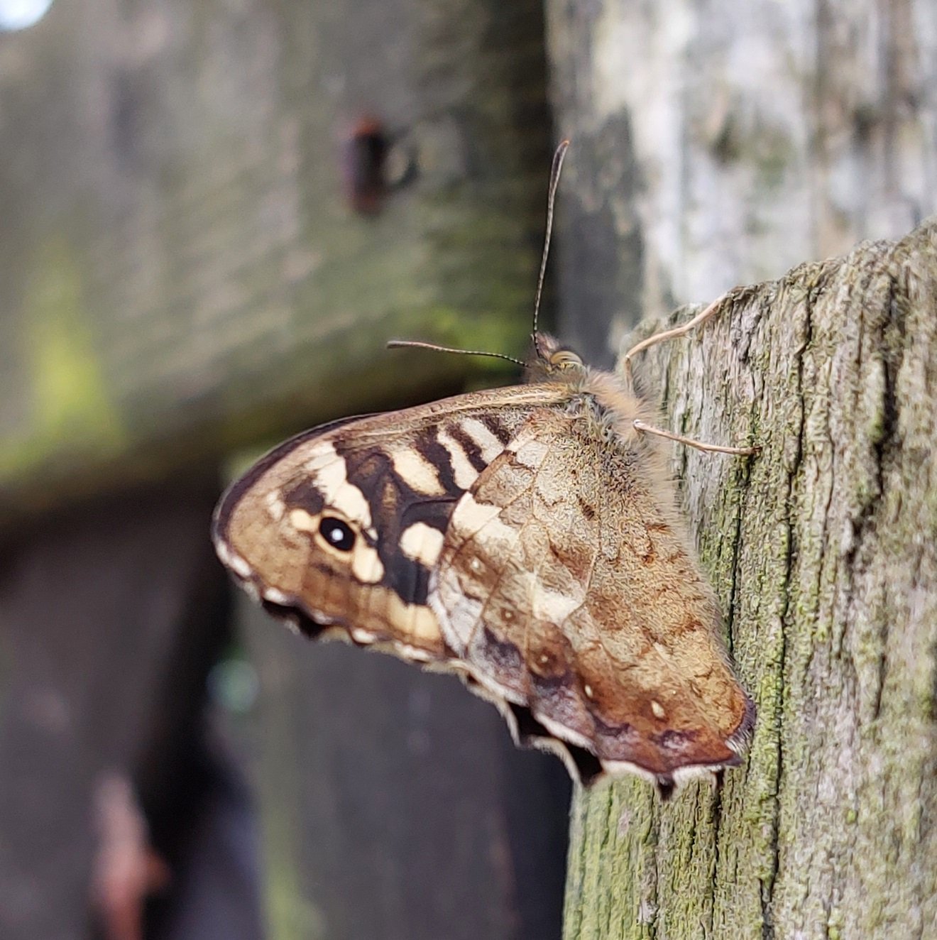 #151 Speckled Wood (Pararge aegeria)