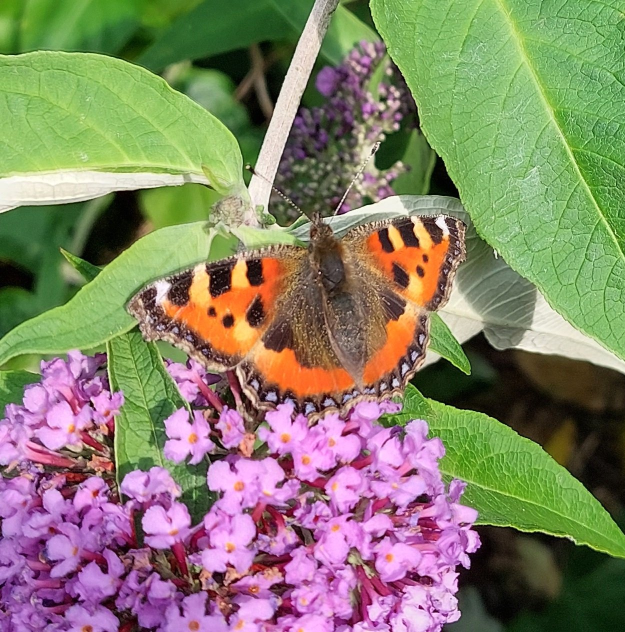 #221 Small Tortoiseshell (Aglais urticae)