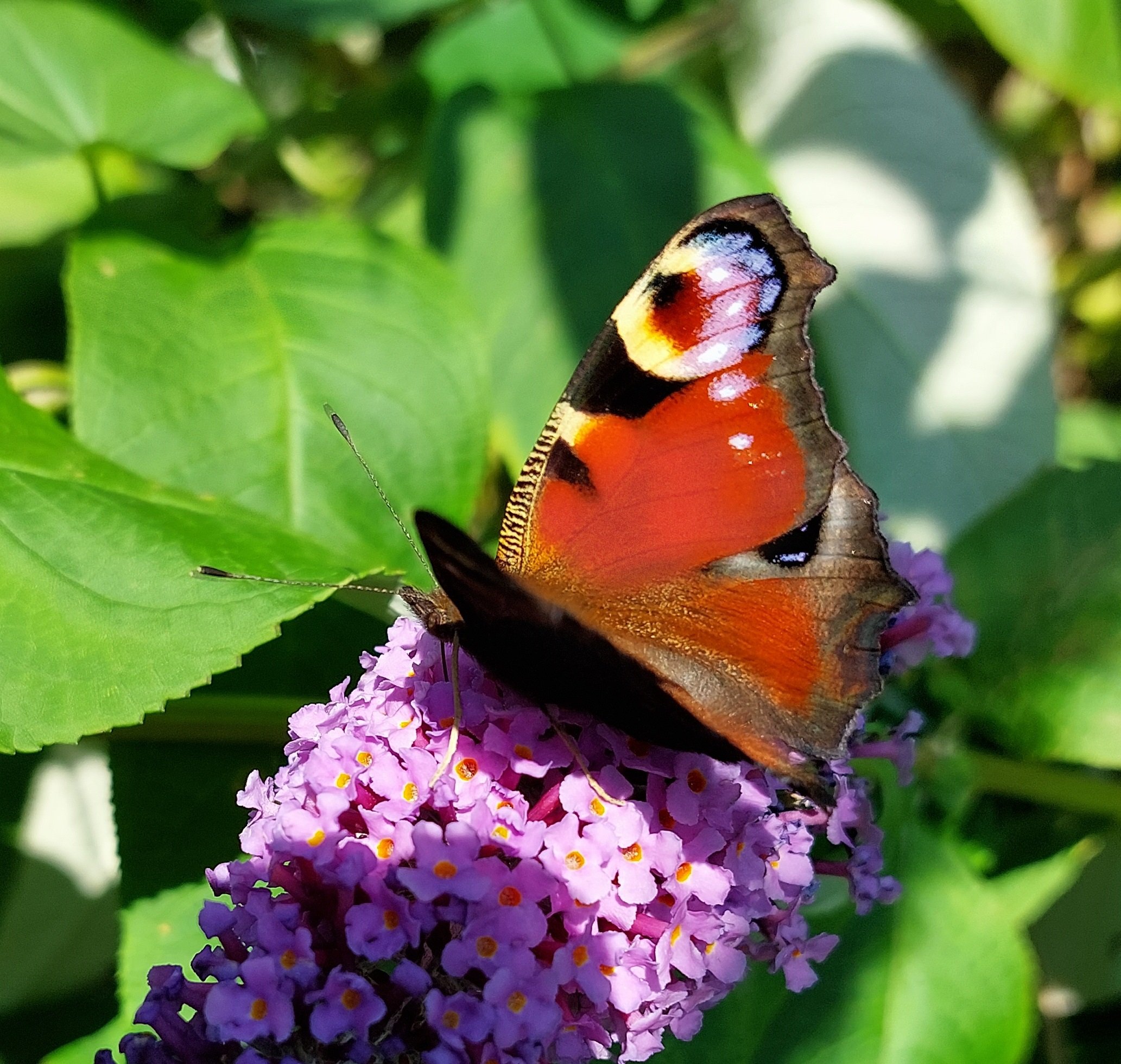 #437	Peacock (Aglais io)