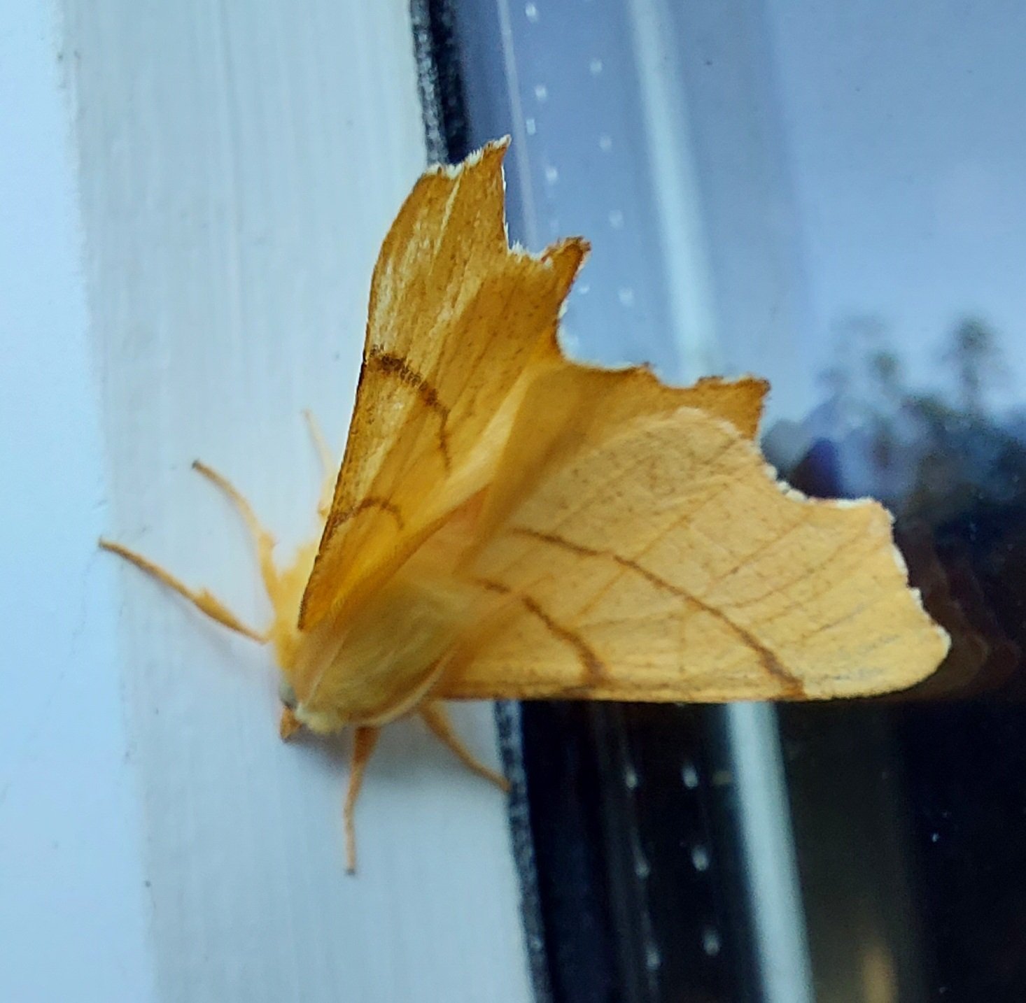 #827 Canary-shouldered Thorn (Ennomos alniaria)