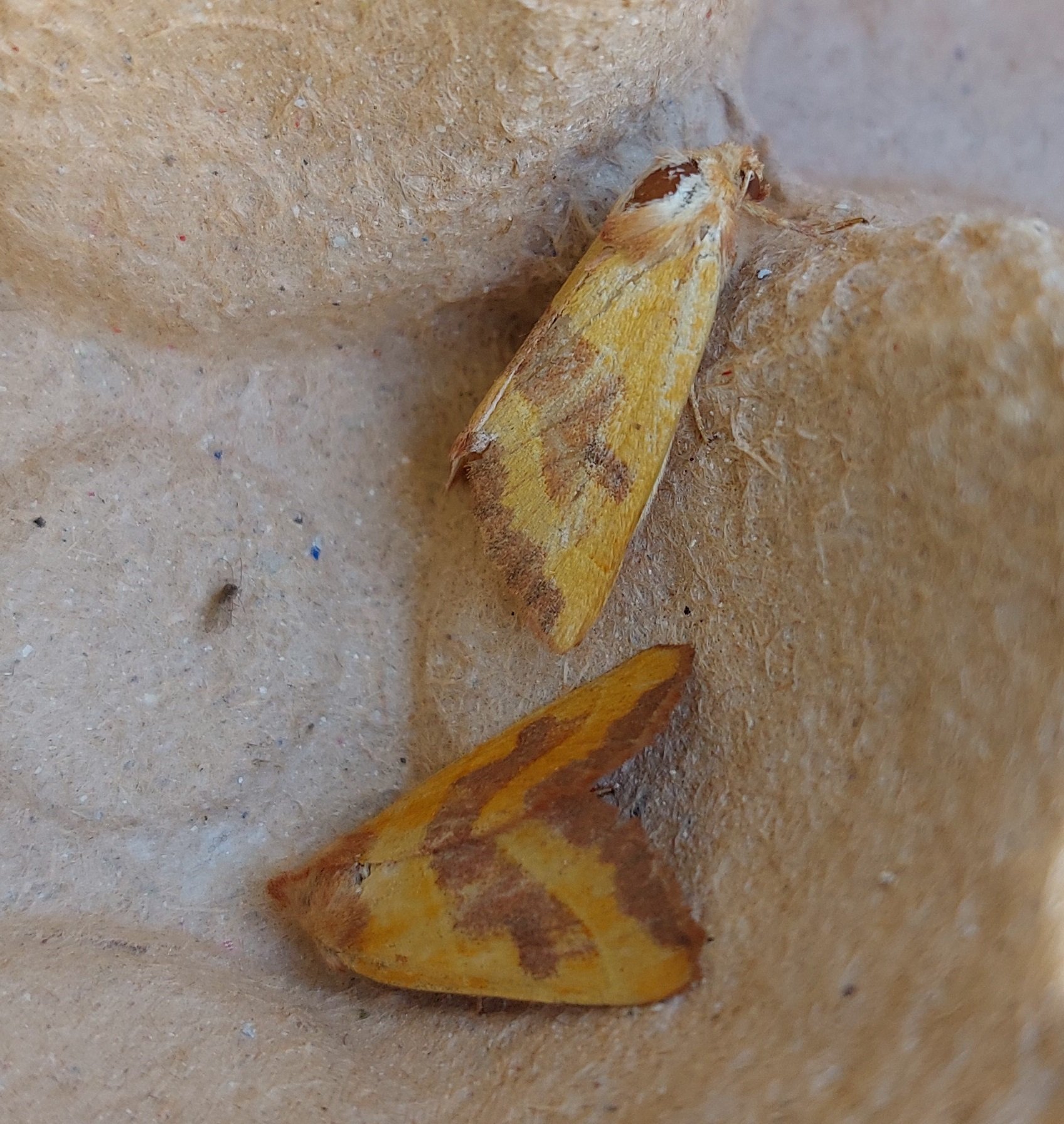 #820 Centre-barred Sallow (Atethmia centrago)