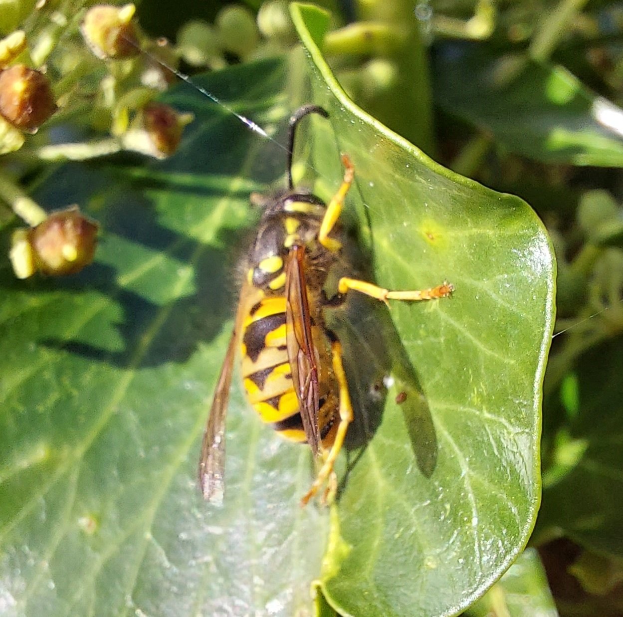 963 German Wasp 3.jpg