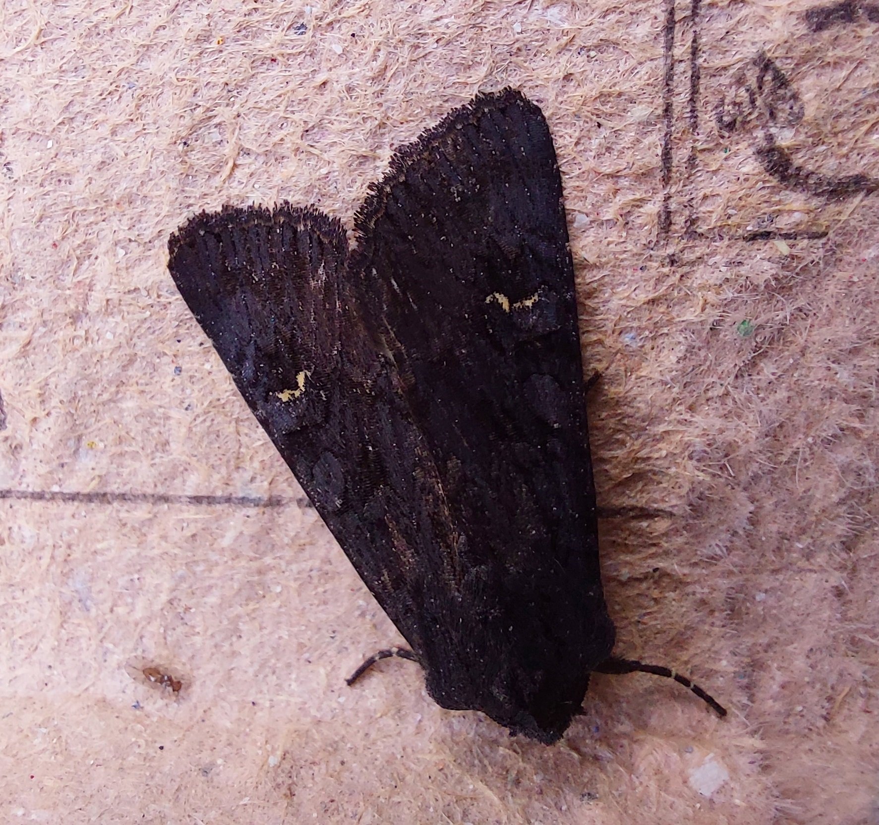 #683 Black Rustic (Aporophyla nigra)