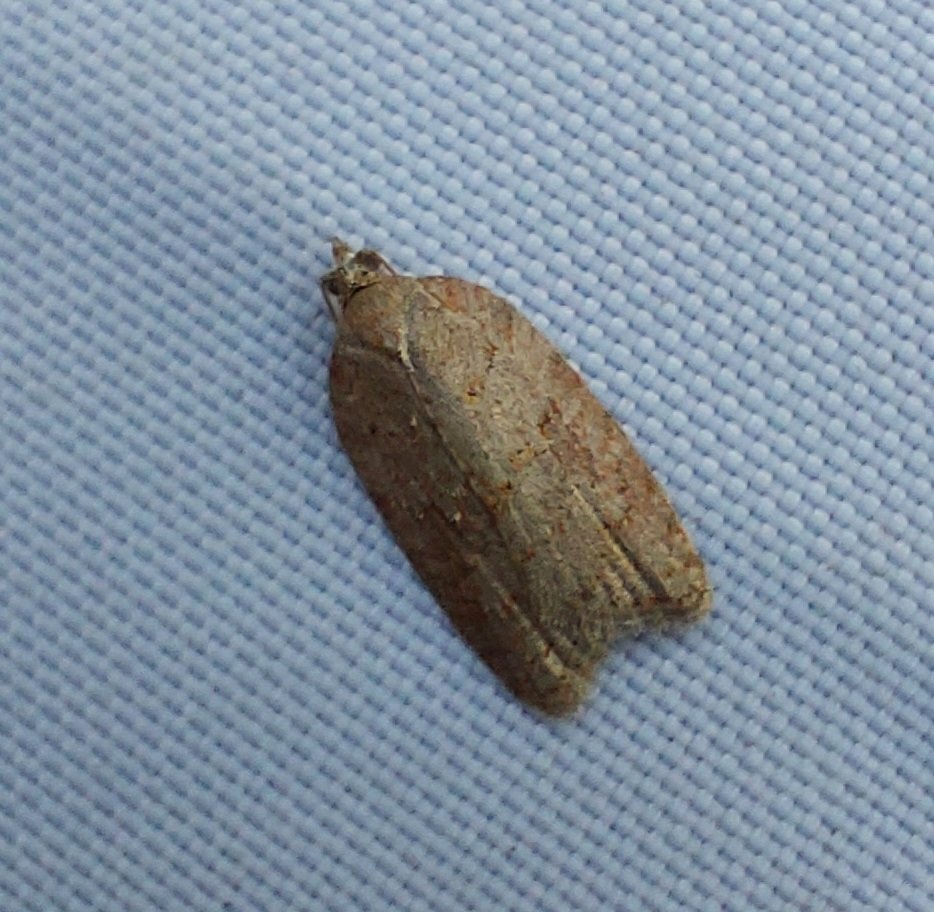 #967 Ashy Button (Acleris sparsana)