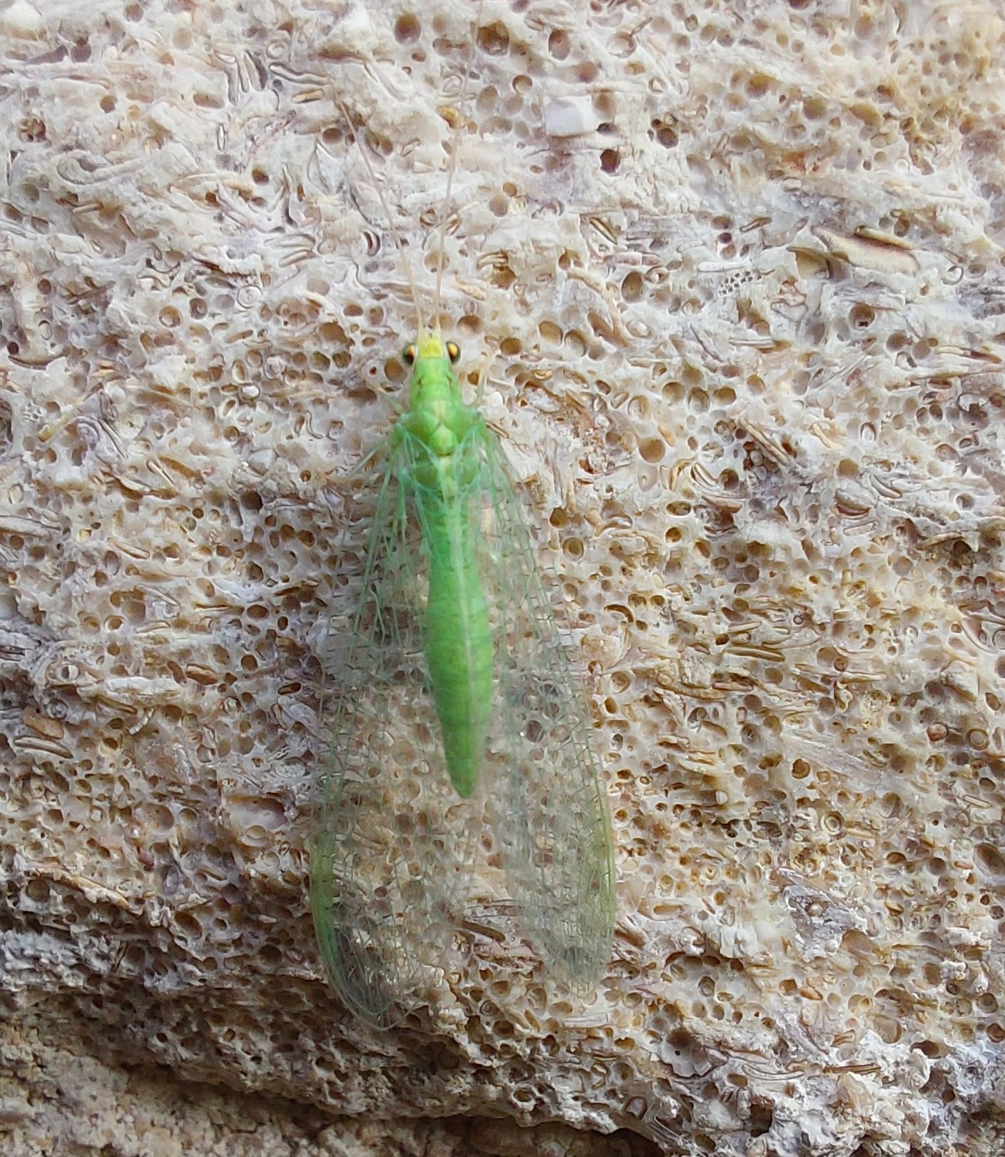 Lacewing sp.