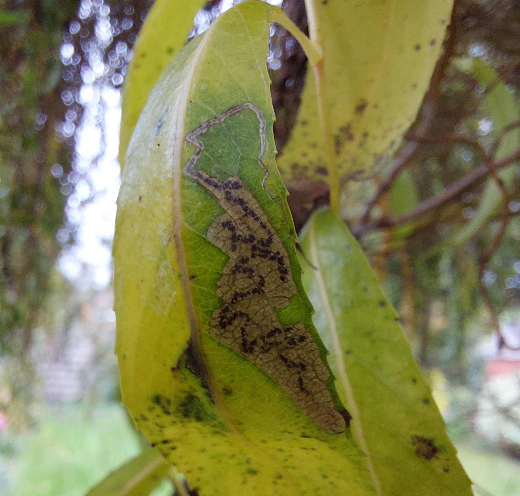 973 Sallow Pygmy.jpg