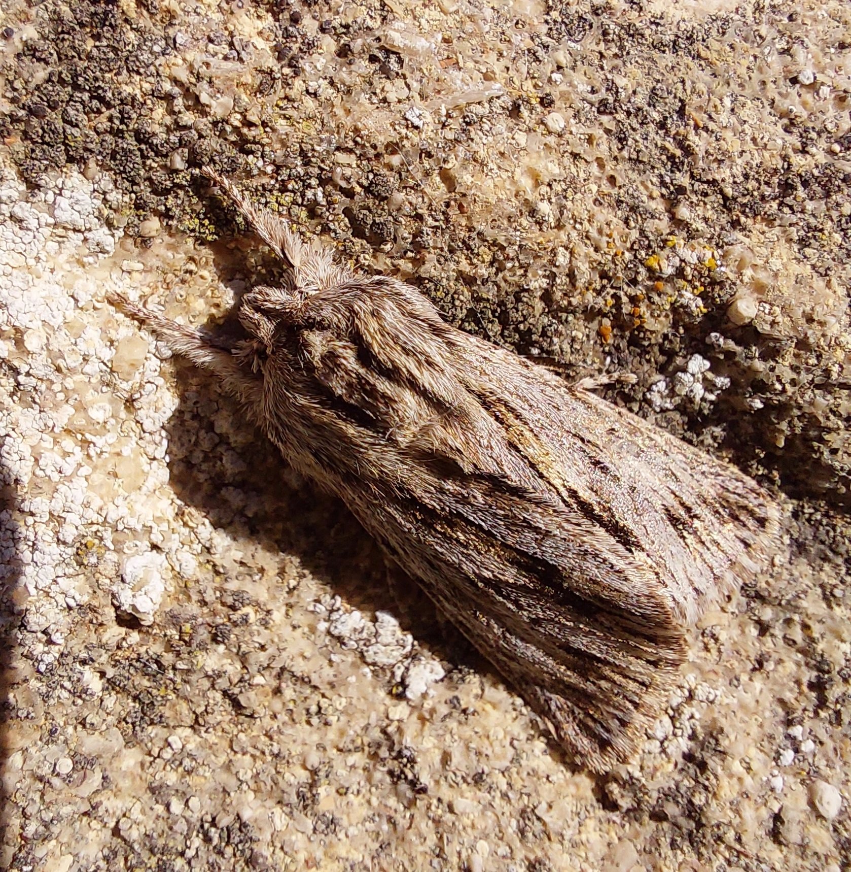 #975 Sprawler (Asteroscopus sphinx)