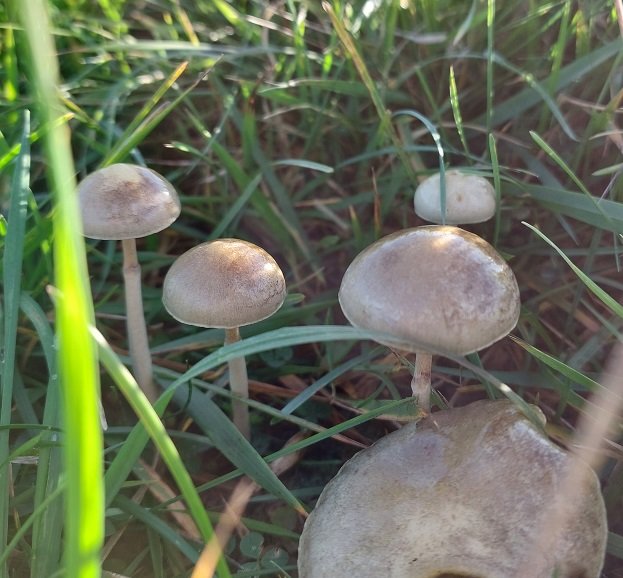 Dung Roundhead (Protostropharia semiglobata)