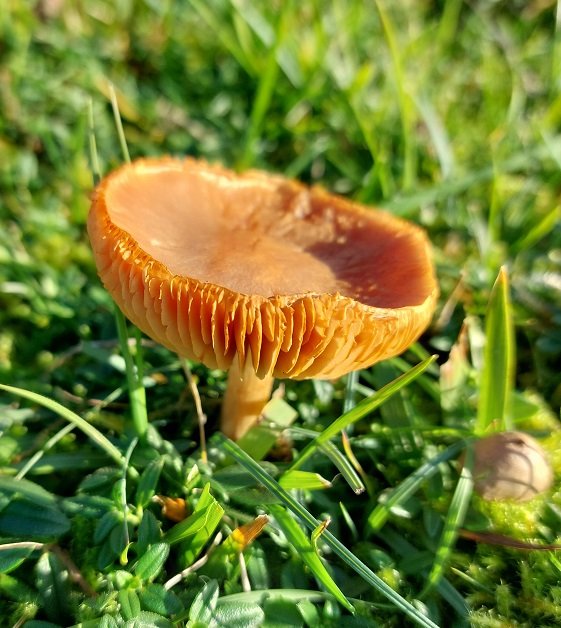 Golden Waxcap (Hygrocybe chlorophana)