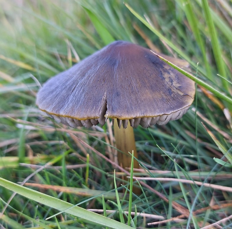 Blackening Waxcap (Hygrocybe conica)