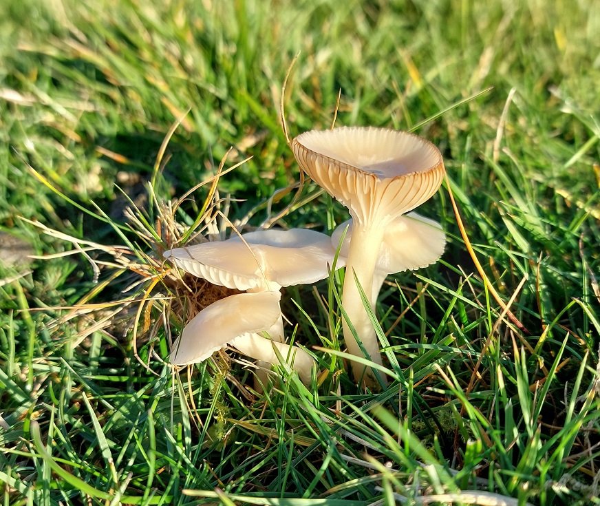 Snowy Waxcap (Cuphophyllus virgineus)