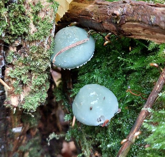 Blue Roundhead (Stropharia caerulea)