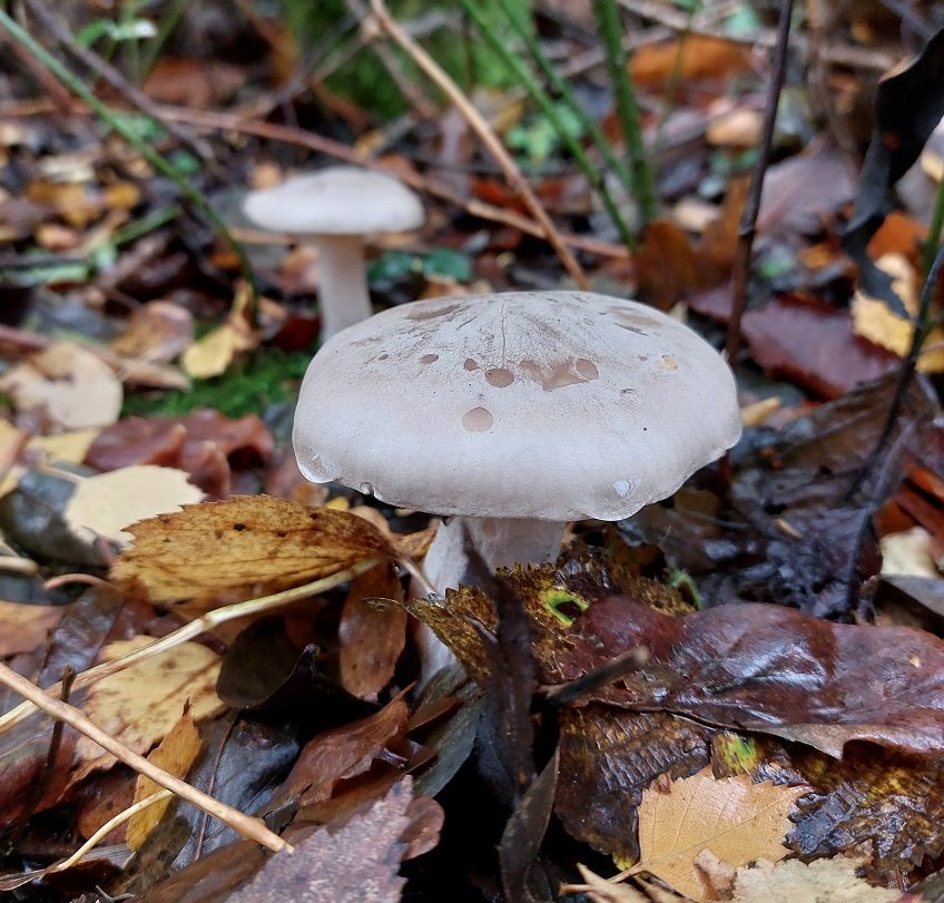 Clouded Agaric (Clitocybe nebularis)