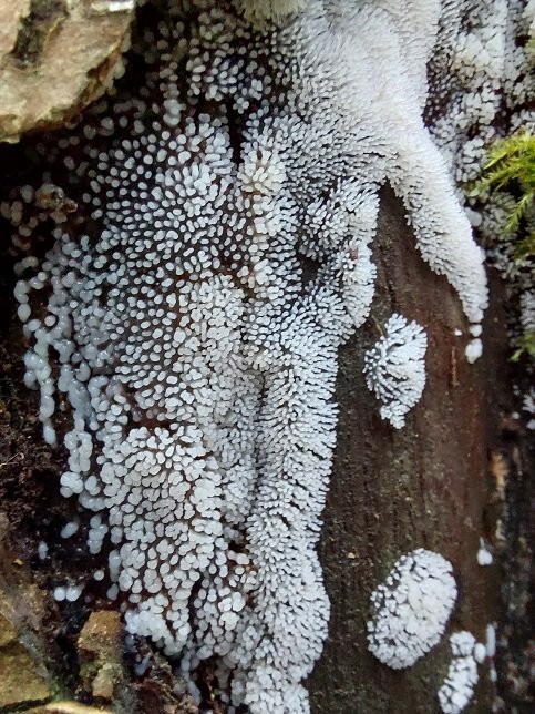 Coral Slime (Ceratiomyxa fruticulosa)