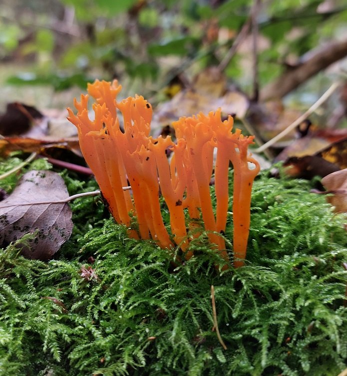 Yellow Stagshorn (Calocera viscosa)