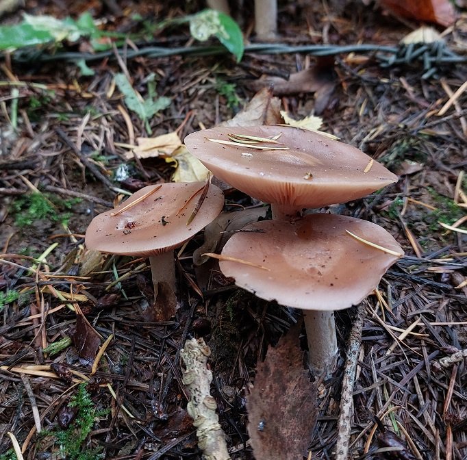 Wood Blewit (Clitocybe nuda)
