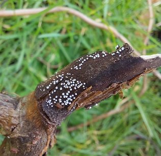 Slime Mould sp