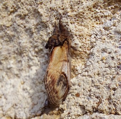 #747 Pebble Prominent (Notodonta ziczac)