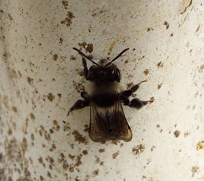 #61 Ashy Mining Bee (Andrena cineraria)