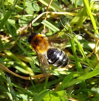 #459 Chocolate Mining Bee (Andrena scotica)